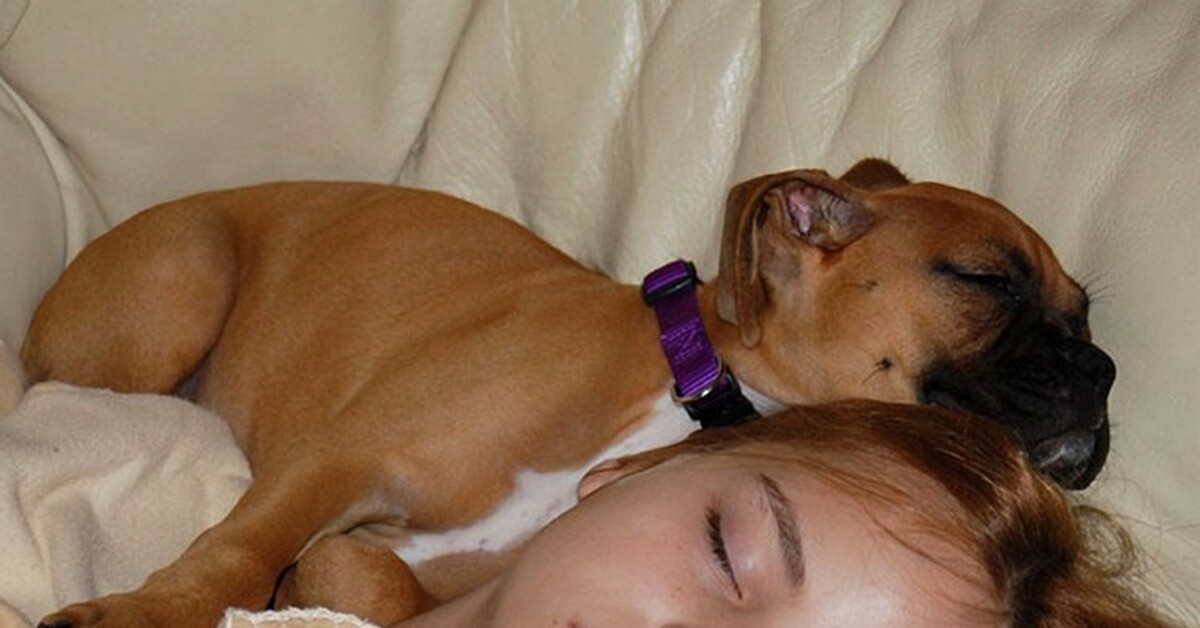 Собака на руках во сне. Спящие собаки. Девушка с собакой в кровати.