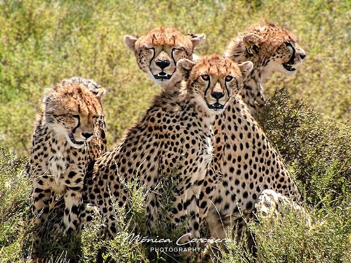 Детёныши гепарда на уроке охоты