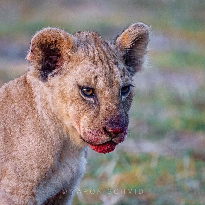 Сожалеет о содеянном