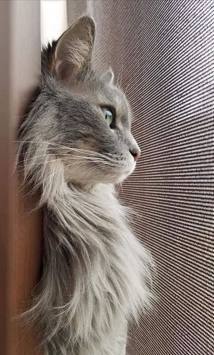 Серый профиль