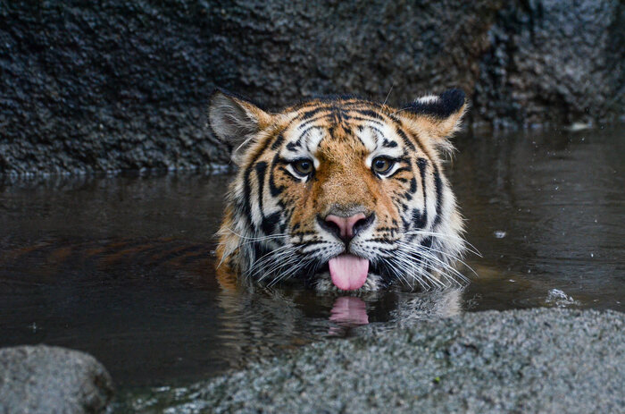 Дразнится:Р