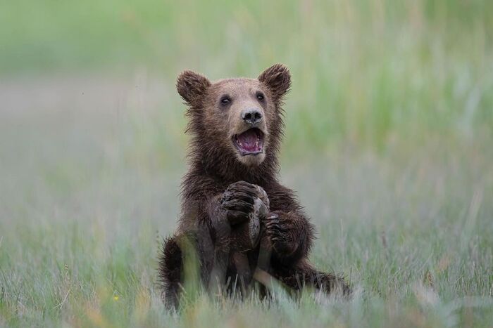 Мама! У меня заноза!