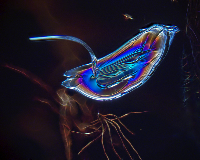 � �������� ������