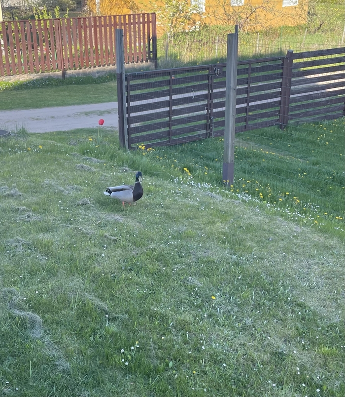 ��������� �������� ��� ���