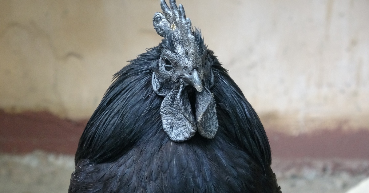 Как называется черная курица. Аям Цемани. Черная курица Аям Цемани. Аям Цемани куры яйца. Петух Аям Цемани.