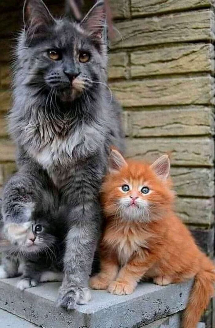 Семейный портрет