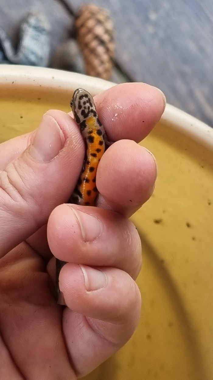 Странный зверь в пруду) | Пикабу