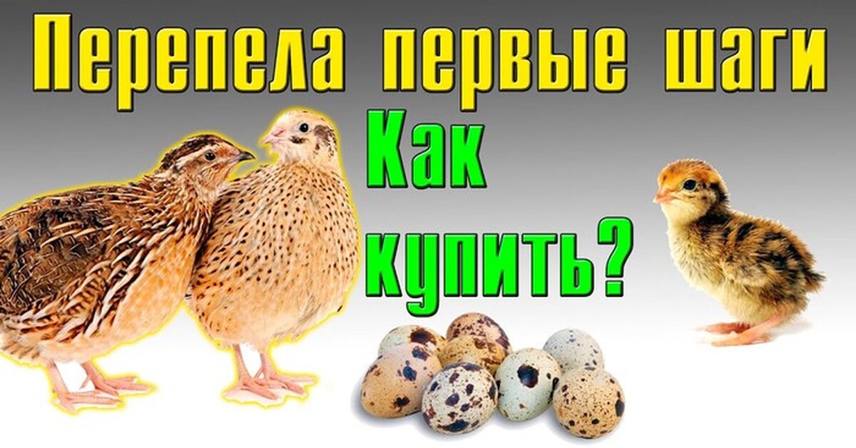 Купить Перепелов Живых В Перми На Вышке