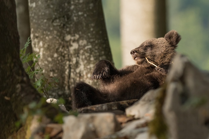 Зубочистка по медвежьи