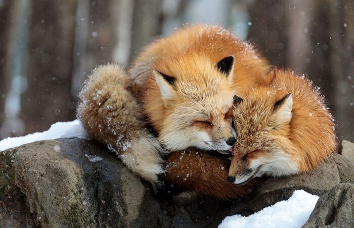 ����� �����