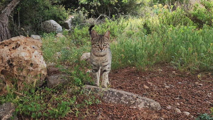 Вы ни мяу не понимаете! | Пикабу