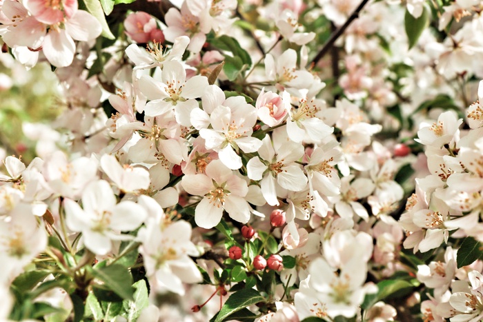 Цветы весны Весна, Цветущий сад, Фотография
