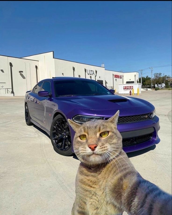 Котэ в острове