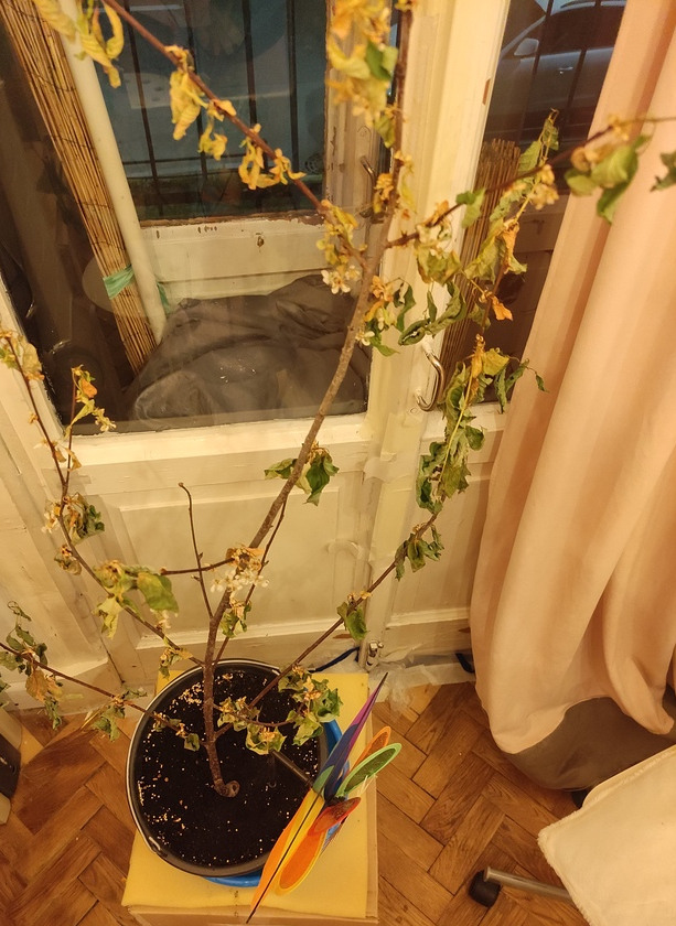 ������� ����� ��� ����