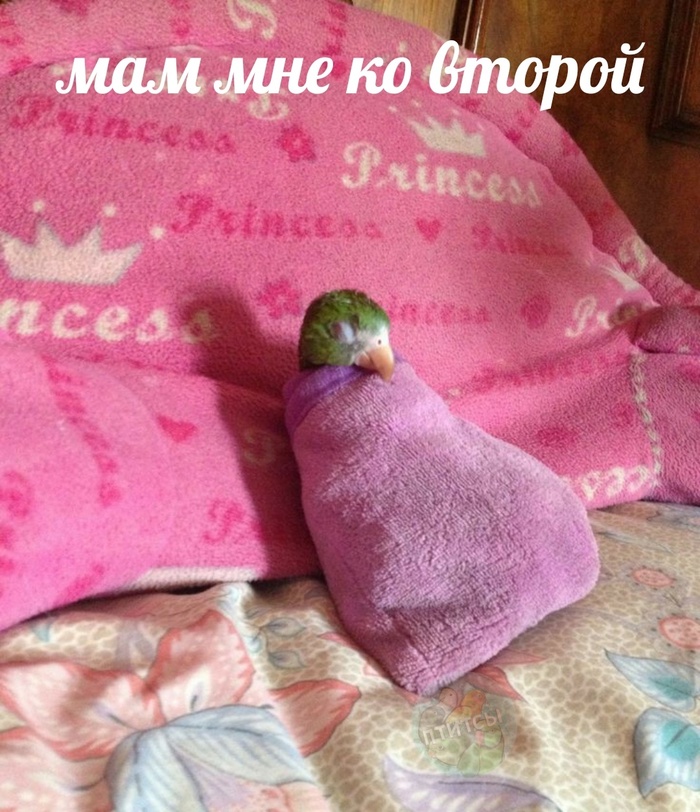 Когда ты попугайчик, а не жаворонок