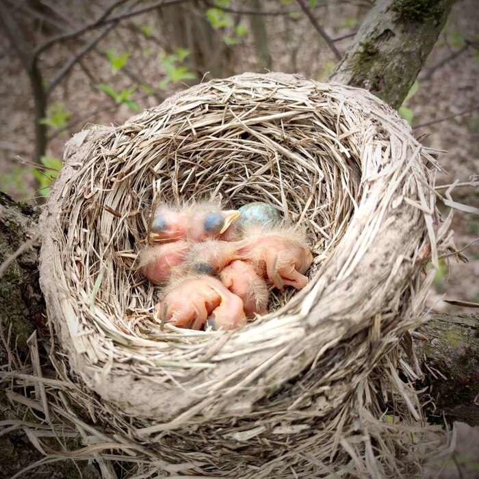 Три находки в лесу за 15 минут - и это не клещи)