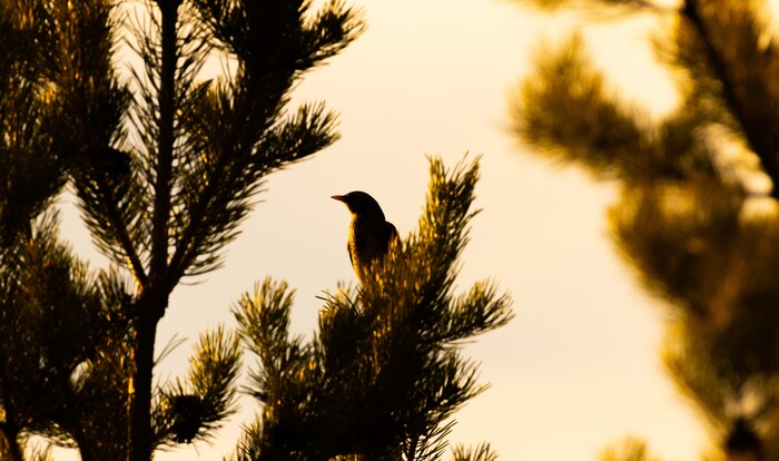 На закате...