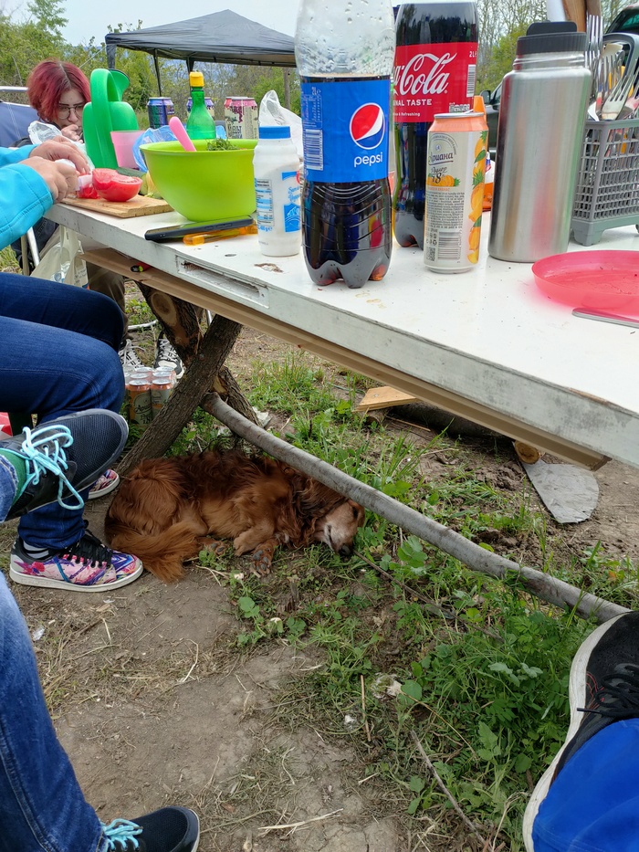 Маленькое собачье счастье - природа