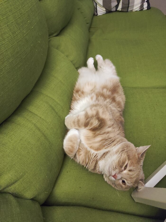 Все рыжие коты одинаковы с лица