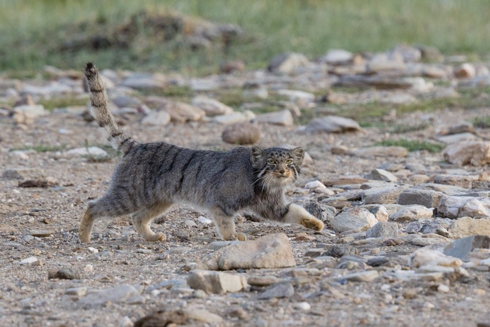Бег по пересечённой местности