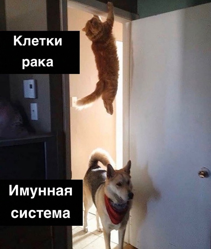 Иммунитет, будь повнимательнее