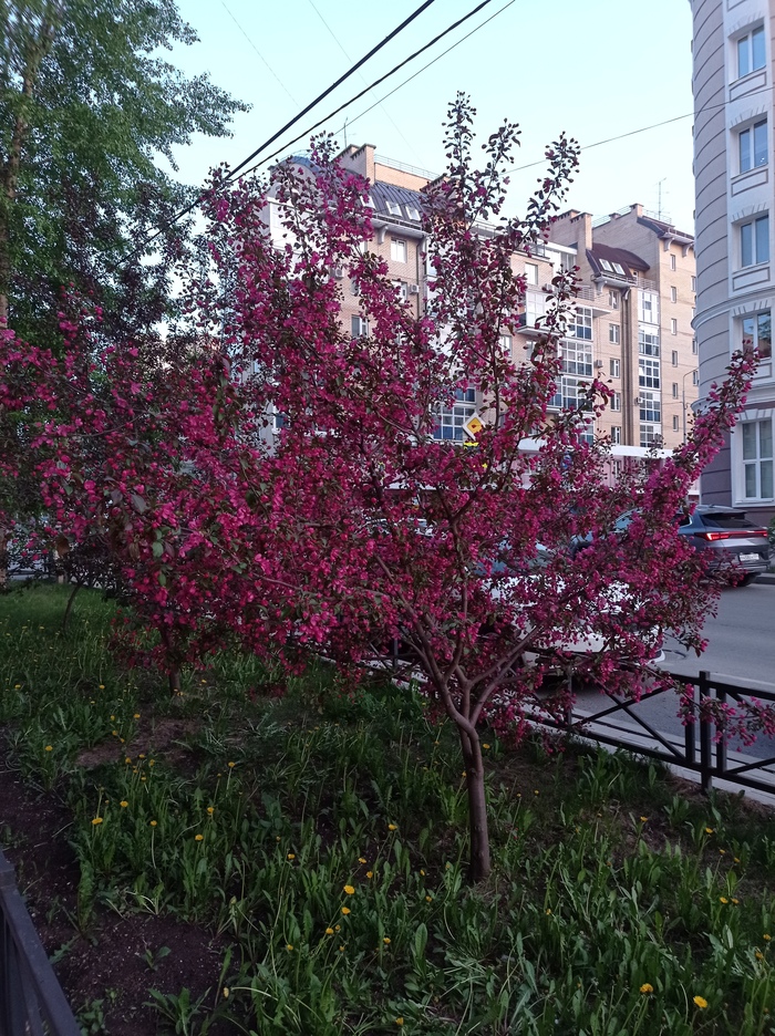Декоративная яблоня зацвела в Перми