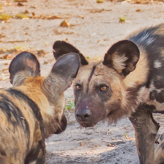 ������� � ��� �������?