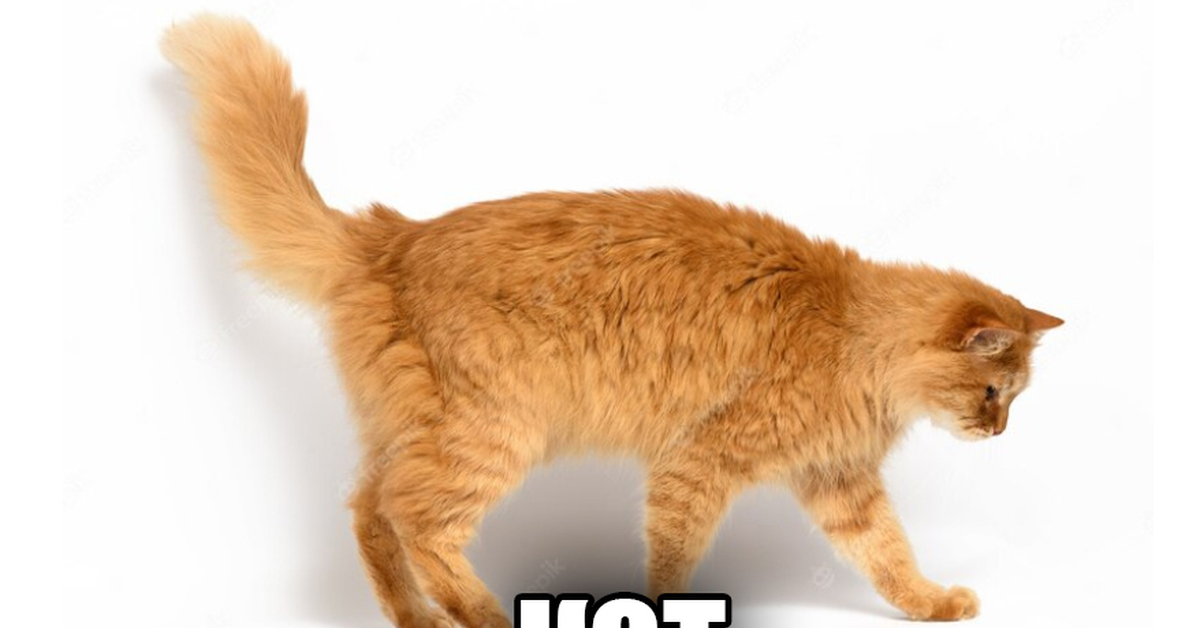 Кот сбоку