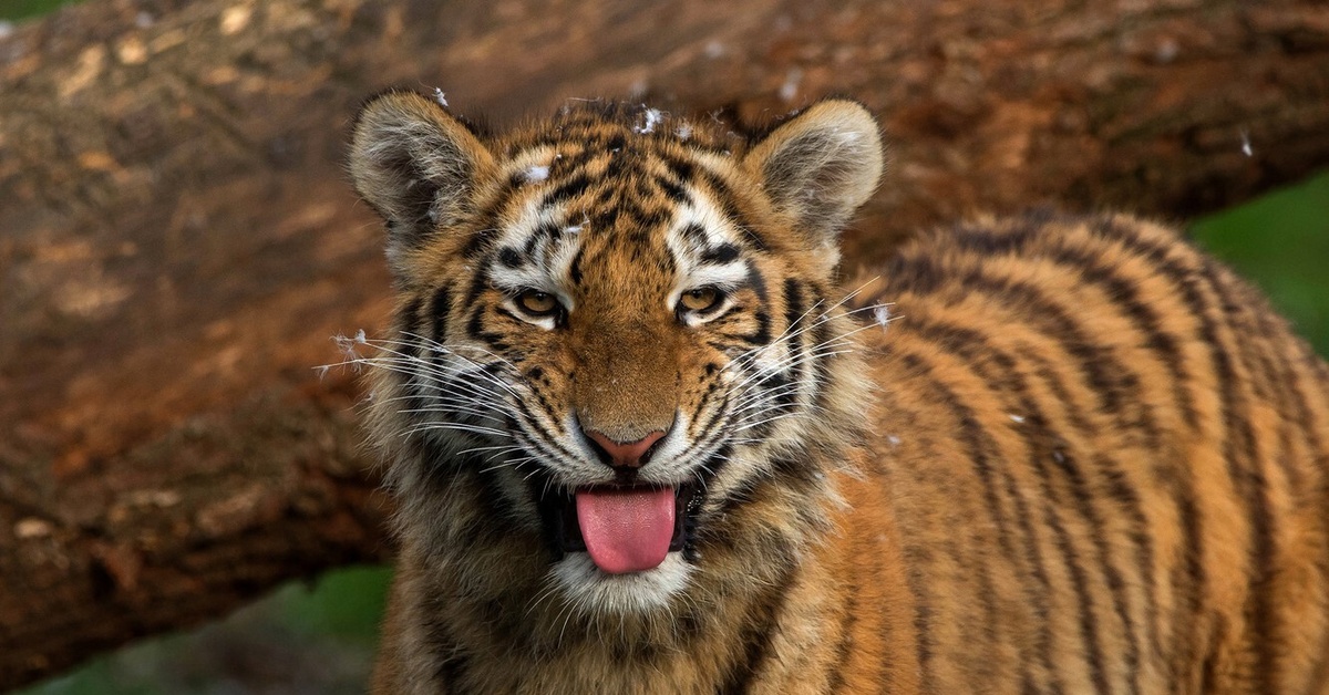 Включи язык зверей. Тигрята. Тигр. Тигр улыбается. Фото тигра.