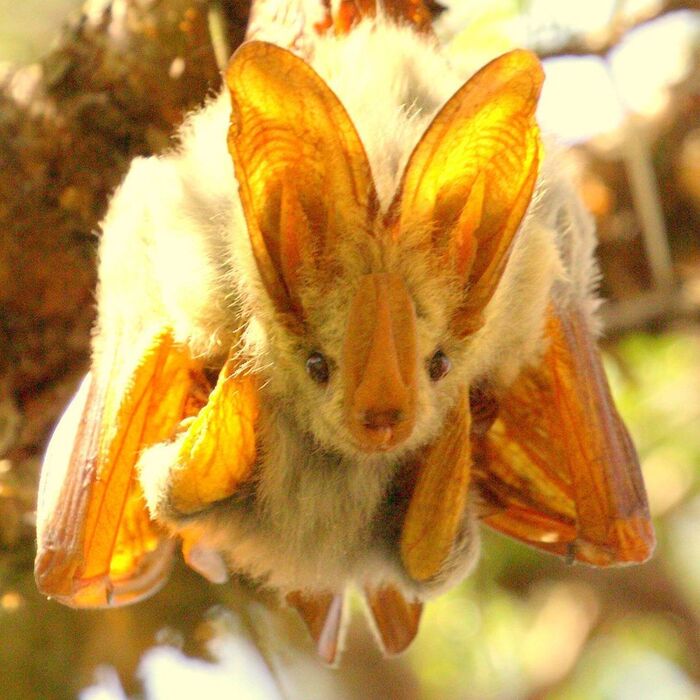 Самка желтокрылого ложного вампира с детёнышем