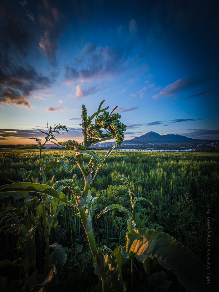 Сорняк, который смог