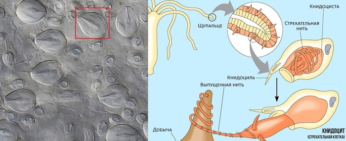 ����� ������� ������