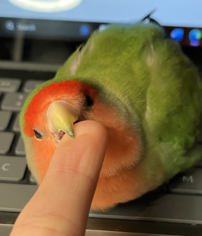 Бодрящий утренний кусь