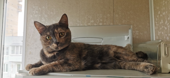 Кошка с холодильника ищет дом