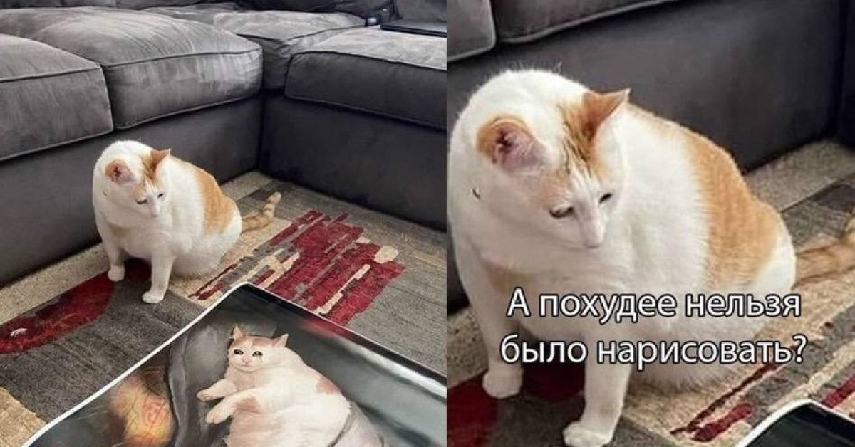 Призабавный. Котомемы с надписями. Заказчик недоволен кот Мем. Заказчик недоволен. Коты которых мы заслужили.