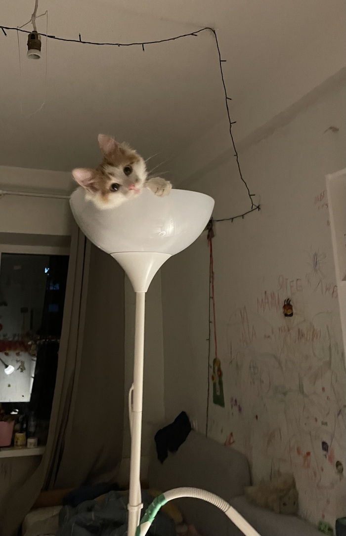   , , 