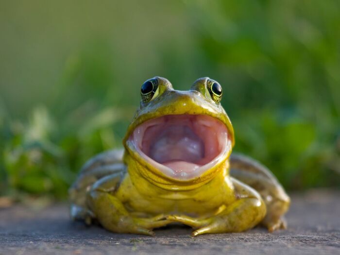 Со средой, мои чуваки!