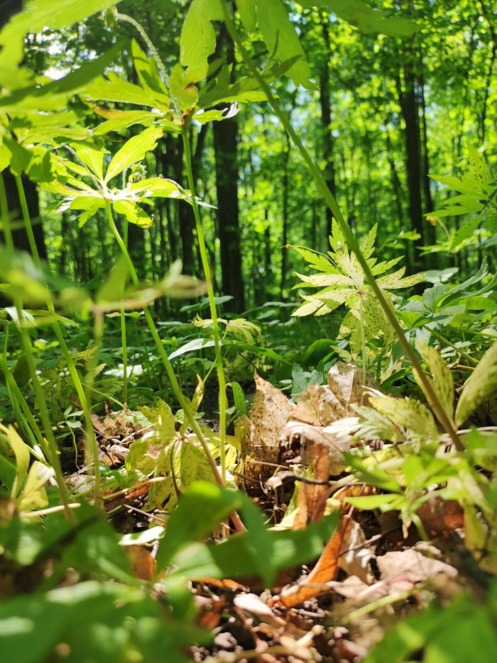 Лесные прогулки | Пикабу