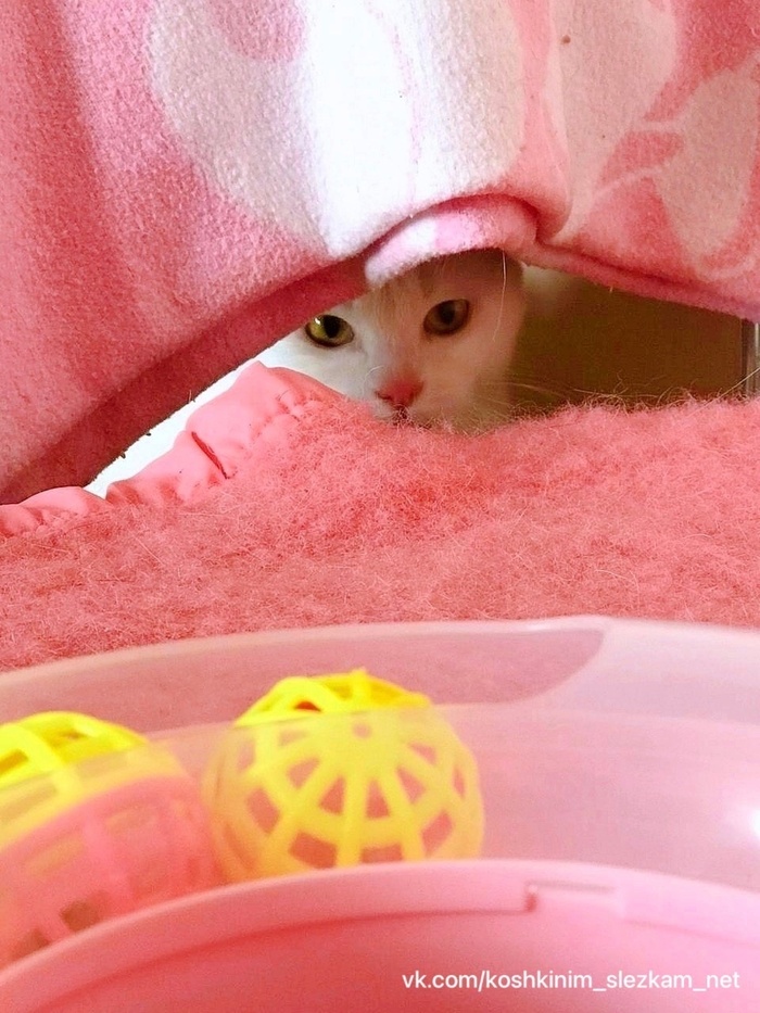 Ищет дом кошечка Ворона | Пикабу