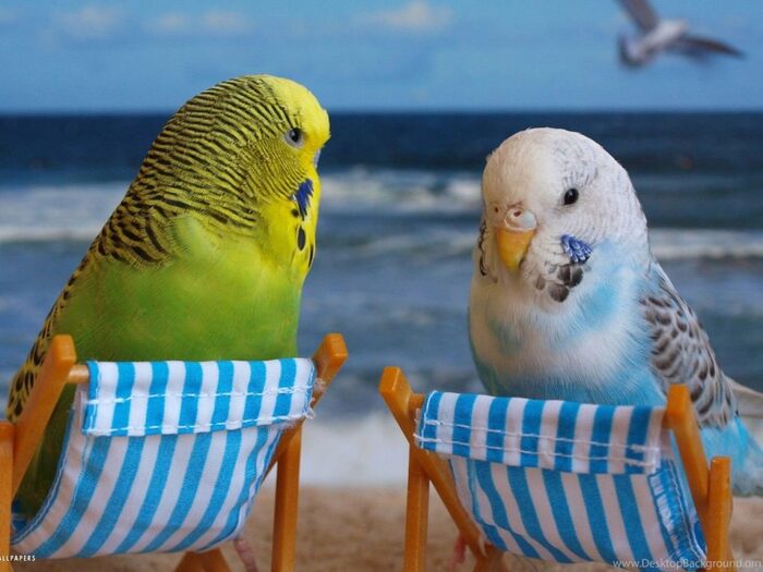 Эх, сейчас бы на море, а не вот это вот всё