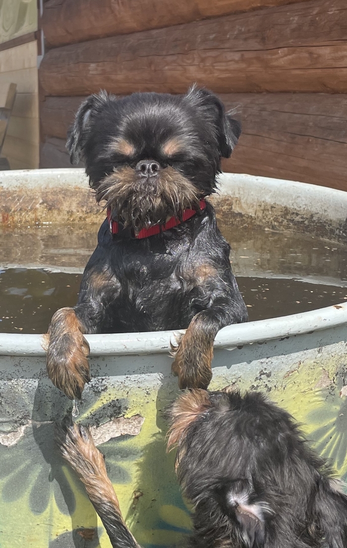 Пес, который познал дзен