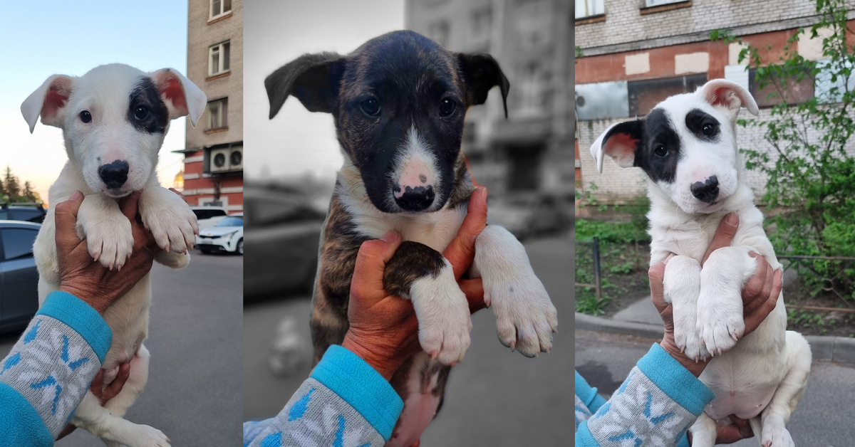 Помесь бультерьера