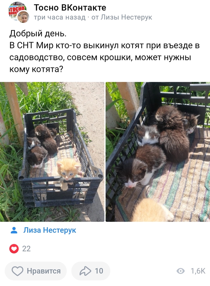 Кто-то подкинул на въезд в СНТ в коробке. Пятерых. Только что забрала их Кот, Спасение животных, Дача, Лето, Видео, Вертикальное видео, Длиннопост, Котята