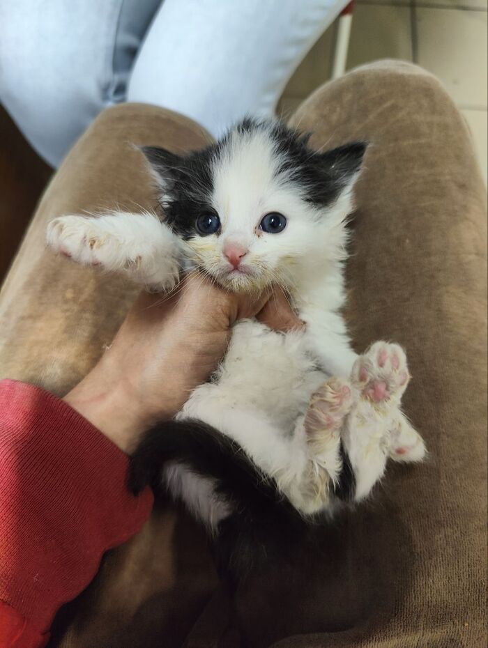 Кто-то подкинул на въезд в СНТ в коробке. Пятерых. Только что забрала их Кот, Спасение животных, Дача, Лето, Видео, Вертикальное видео, Длиннопост, Котята