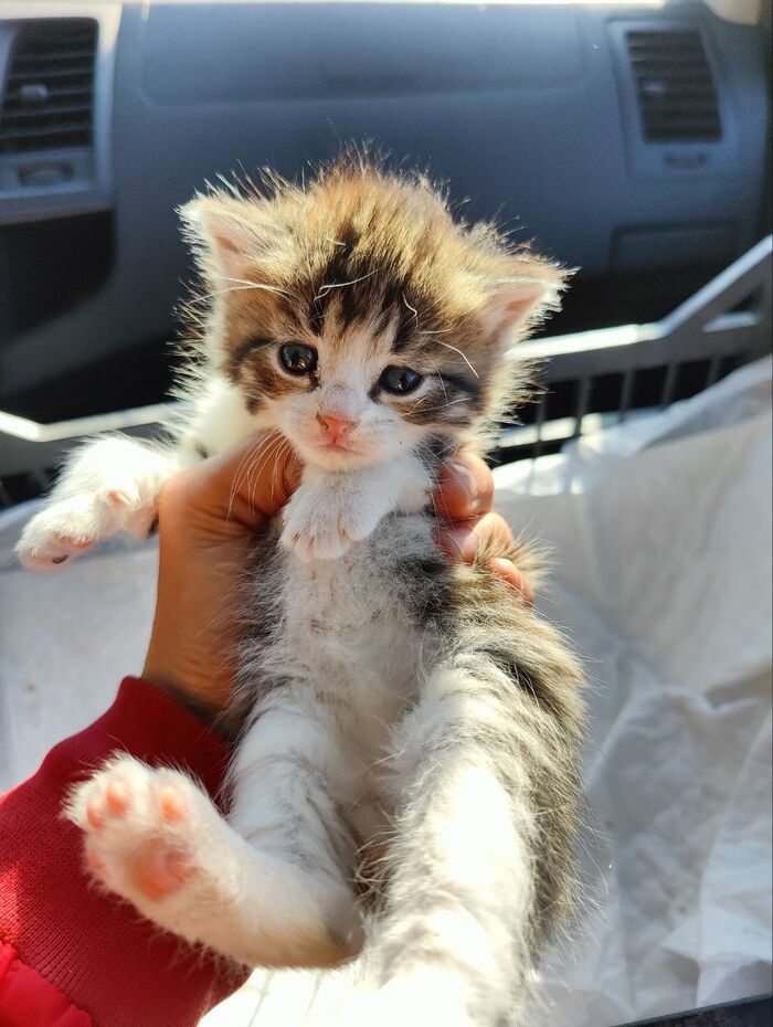 Кто-то подкинул на въезд в СНТ в коробке. Пятерых. Только что забрала их Кот, Спасение животных, Дача, Лето, Видео, Вертикальное видео, Длиннопост, Котята