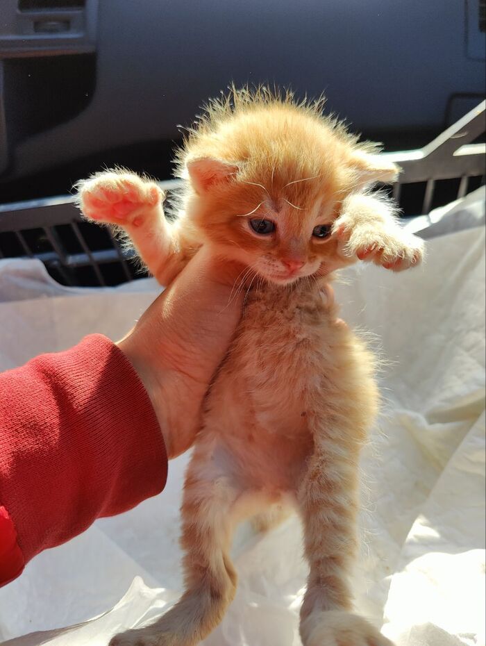 Кто-то подкинул на въезд в СНТ в коробке. Пятерых. Только что забрала их Кот, Спасение животных, Дача, Лето, Видео, Вертикальное видео, Длиннопост, Котята