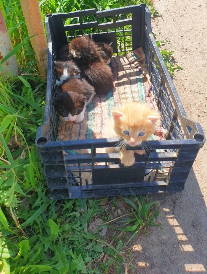 Кто-то подкинул на въезд в СНТ в коробке. Пятерых. Только что забрала их Кот, Спасение животных, Дача, Лето, Видео, Вертикальное видео, Длиннопост, Котята