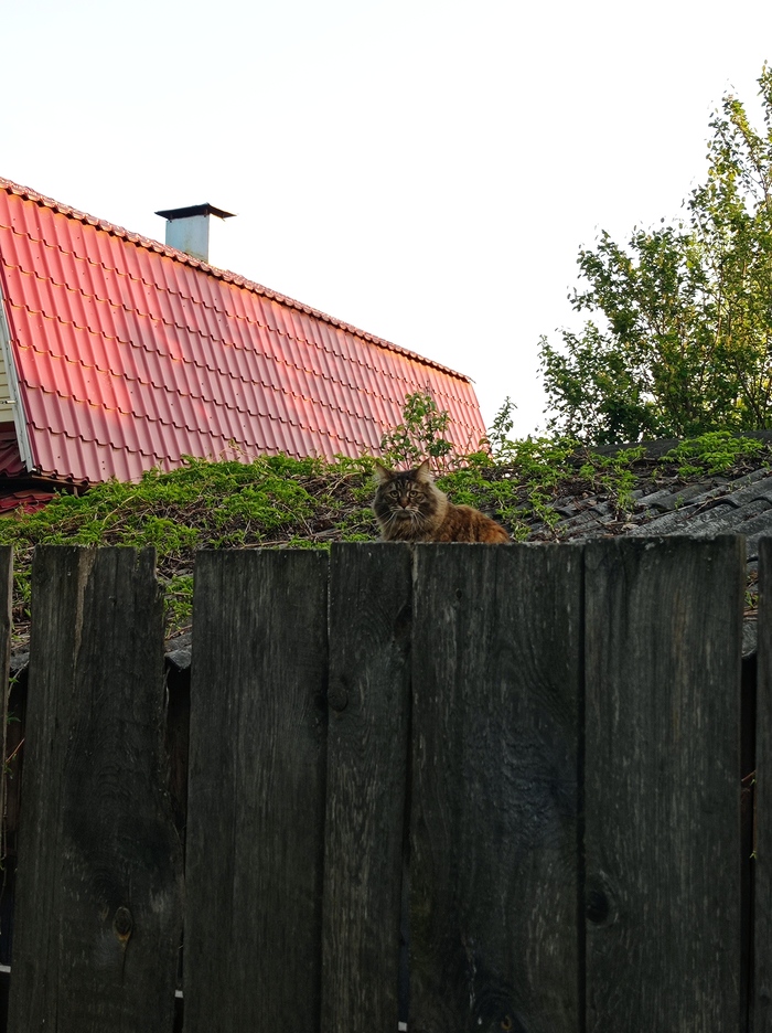 Красивый Пермский котик!