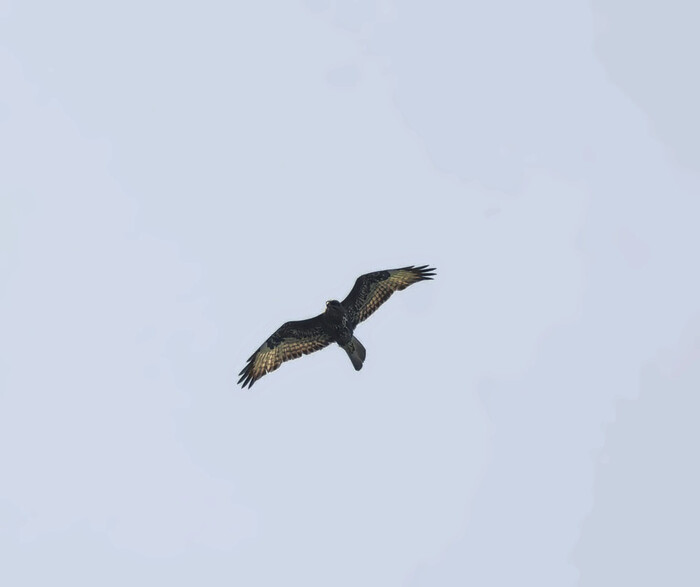   , ,  , , , , , , ,  , , , ,  