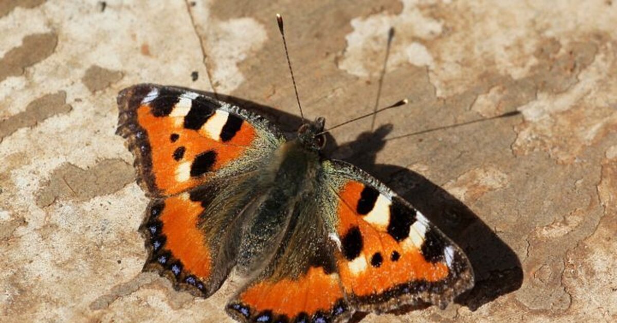 Бабочки с пятнами на крыльях
